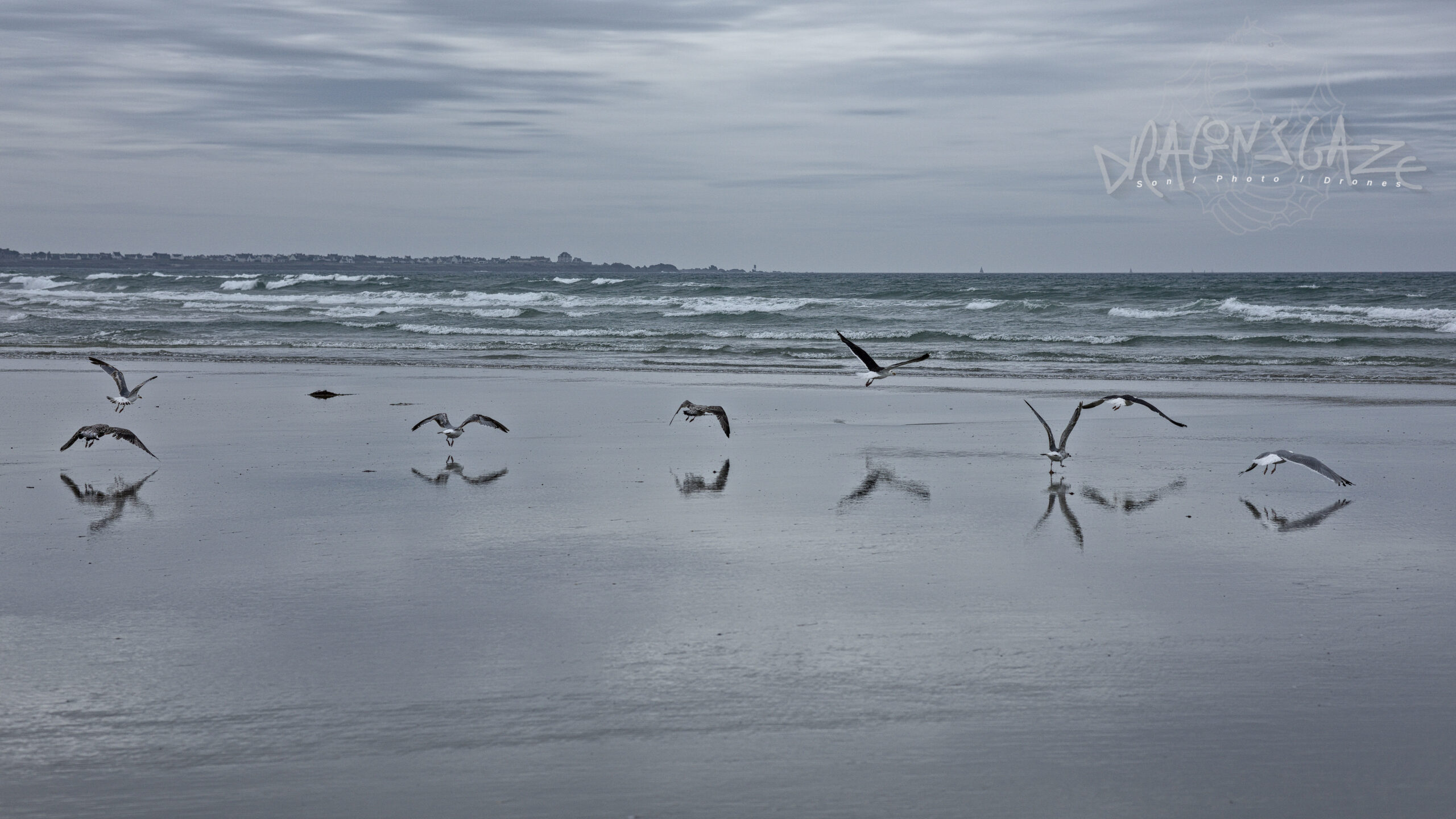 #stguénolé , #bretagne , #outdoorphotography , #naturephotography , #birds , #wildnature