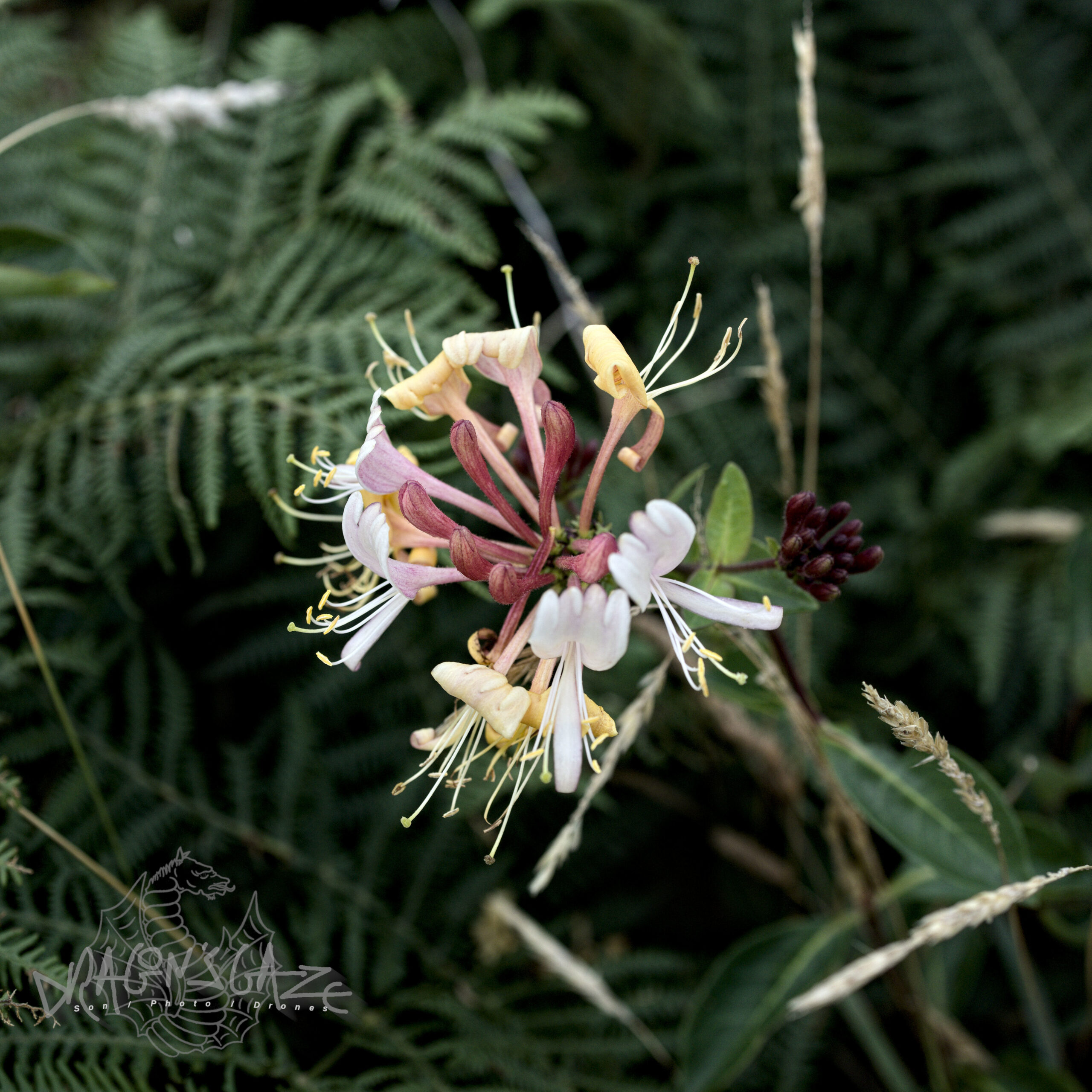 Flower / Bretagne, France / 2024 / © by Dragon’s Gaze.